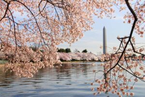 Cherry Blossom Festival 2025