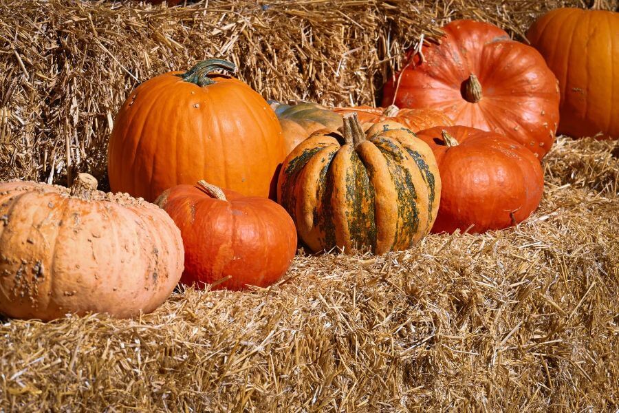 DC Pumpkin Patch
